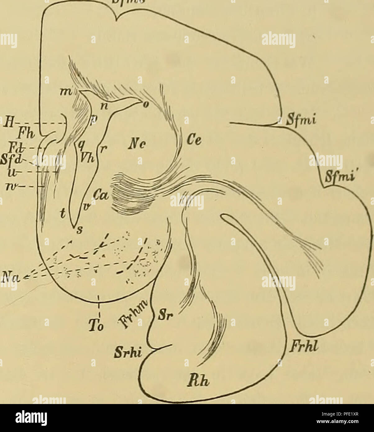 . Denkschriften der Medicinisch-Naturwissenschaftlichen Gesellschaft zu Jena. 45 Das Centralnervensystem der Monotremen und Marsupialier. 833 welche Kölliker bei dem Kaninchen als" aus dem Septum pellucidum stammende Bogenfasern" bezeichnet hat 1). E. Smith scheint stirbt Bündel bei der Beschreibung Waden "Olfaktorische bündle des fascia dentata" 2), welches er als als Fasciculus marginalis bezeichnete 8), im Auge gehabt zu haben. Das zweite Bündel hat weniger Beachtung gefunden. Ich vermuthe, dass es sich zum Theil mit dem" Hippocampo - basale Asso- ciation bündle" von Elliot Smith Stockfoto