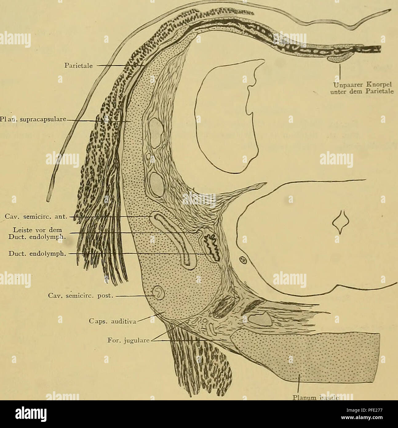 . Denkschriften der Medicinisch-Naturwissenschaftlichen Gesellschaft zu Jena. Ich 45 Zur Entwickelungsgeschichte und vergleichenden Morphologie des Schädels von Echidna aculeata var. typica. 625 M. pterygoideus externus Kiefergelenkhöhle andererseits (sterben) ist jetzt frei von zelligen Elementen; Sterben ihn begrenzenden Lagen von Bindegevvebszellen haben sich zu mehreren dünnen Schichten mit Abgeplatteten Kernen angeordnet, deren innerste epithelartig den Hohlraum auskleiden (Textfig. 36). Beuteljunges Nr. 51 ein. Primordialcranium. Occipitalregion. Ist in der Serie nicht. Oticalregion. Pars Sterben Stockfoto