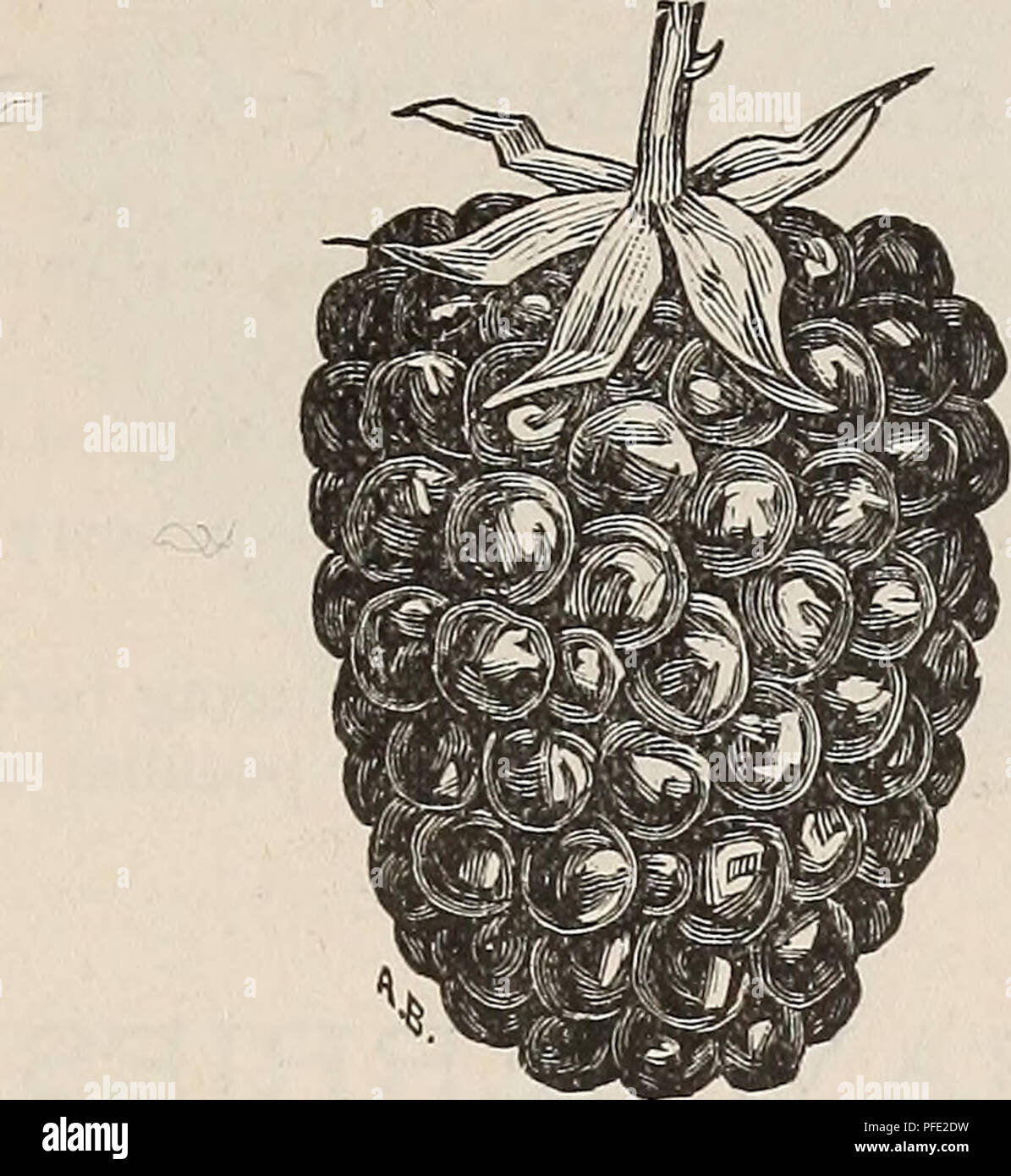 Beschreibender Katalog Der Obstbaume Kleine Fruchte Etc Baumschulen Kalifornien Kataloge Obstbaume Kalifornien Kataloge Fruchte Samen Kalifornien Kataloge Jniles Alameda Co Cal 45 Lawton Frucht Gross Reift Spat Sehr Produktiv White