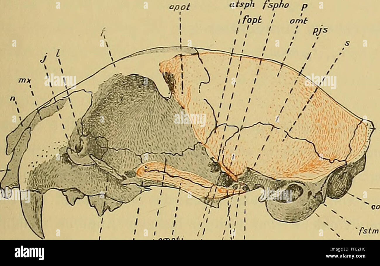Foramen ovale Fotos und Bildmaterial in hoher Auflösung Alamy