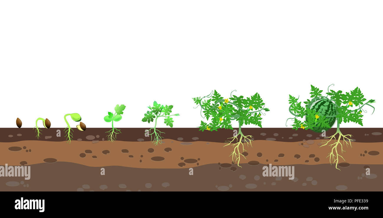 Wassermelone Wachstumsphase Abbildung Stockfoto