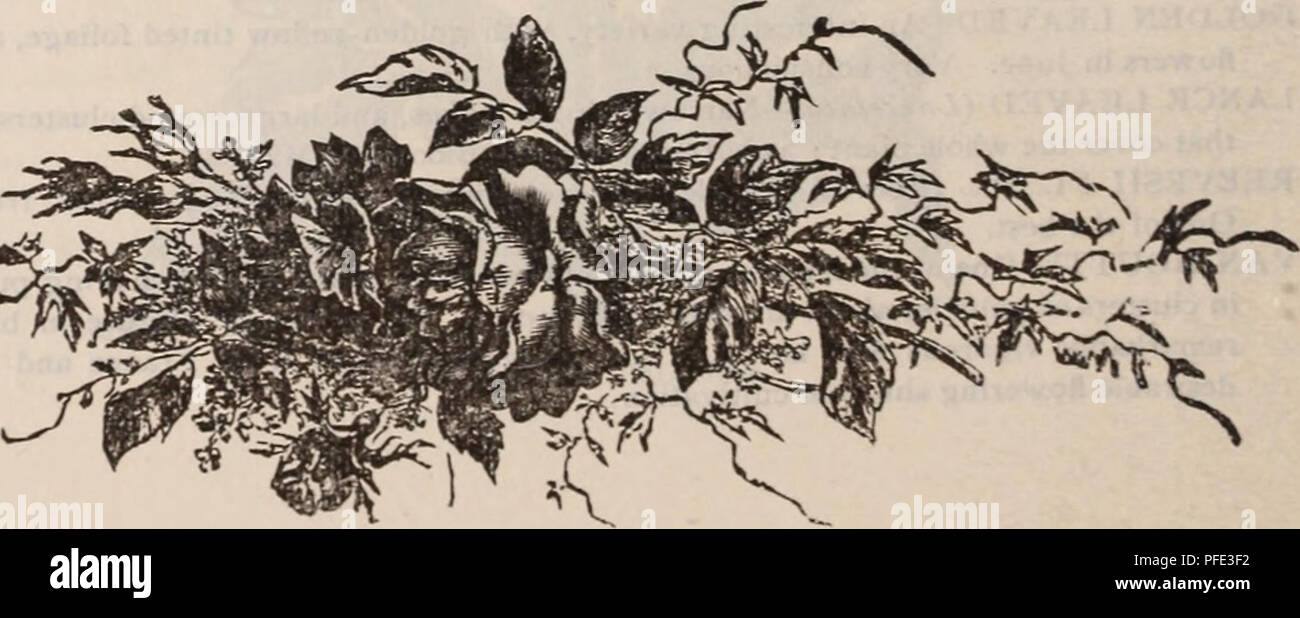 . Beschreibender Katalog der Obst- und Zierbäumen, Sträuchern, Pflanzen, etc., etc., etc.. Baumschulen Massachusetts Kataloge Kataloge; Obst; Obstbäume und Ziergehölze Kataloge Kataloge Kataloge; Weintrauben; Ziersträucher Kataloge; Blumen; Rosen Kataloge Kataloge. WIEGELA-panaschierten Blättern. Mit gelblich-weiß, fein. Bitte beachten Sie, dass diese Bilder sind von der gescannten Seite Bilder, die digital für die Lesbarkeit verbessert haben mögen - Färbung und Aussehen dieser Abbildungen können nicht perfekt dem Original ähneln. extrahiert. J.A.Lewis (Firma); Henry G. Gilbert Baumschule und Se Stockfoto