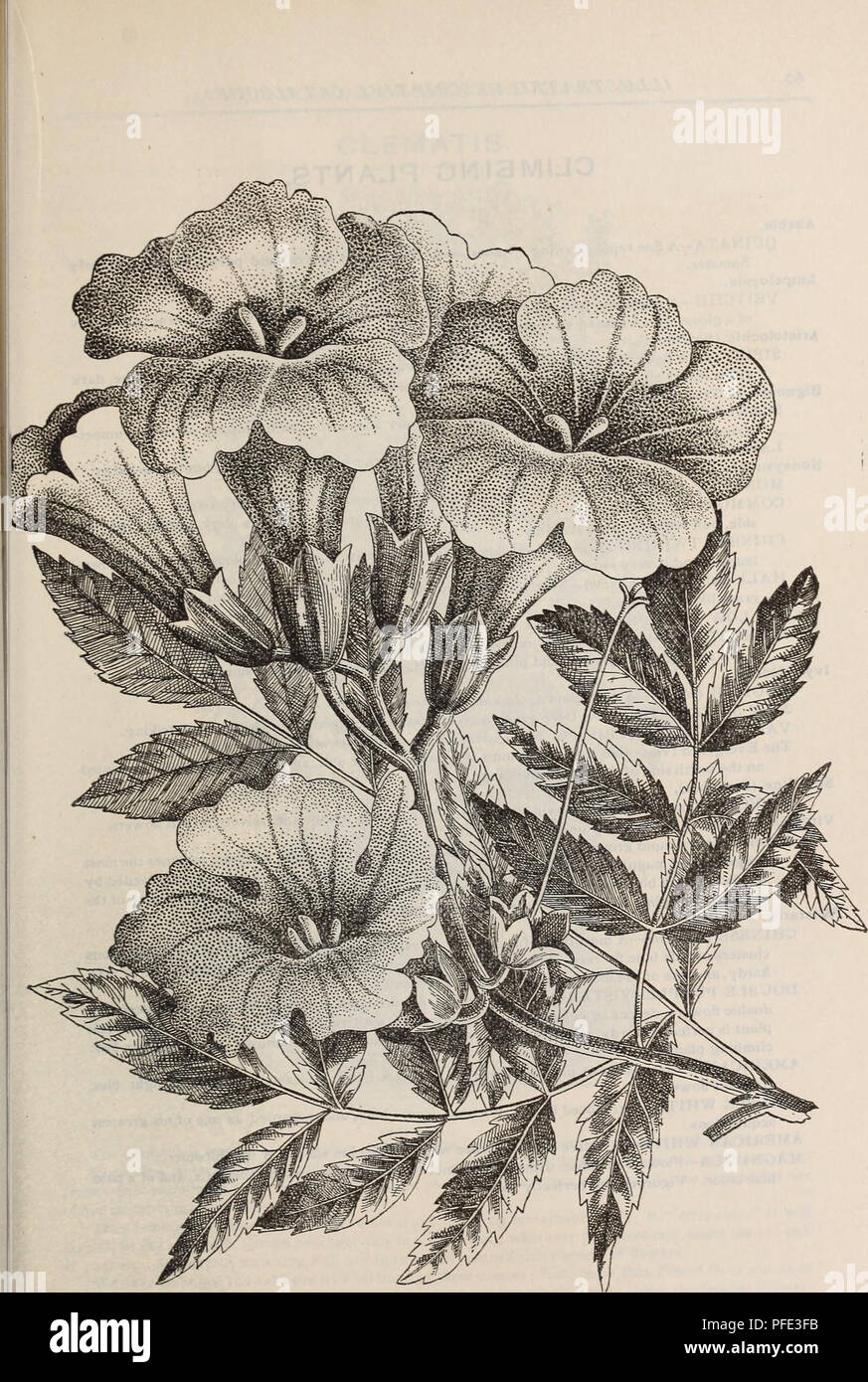 . Beschreibender Katalog der Obst- und Zierbäumen, Sträuchern, Pflanzen, etc., etc., etc.. Baumschulen Massachusetts Kataloge Kataloge; Obst; Obstbäume und Ziergehölze Kataloge Kataloge Kataloge; Weintrauben; Ziersträucher Kataloge; Blumen; Rosen Kataloge Kataloge. BiaNONIA - SIEHE KLETTERPFLANZEN.. Bitte beachten Sie, dass diese Bilder sind von der gescannten Seite Bilder, die digital für die Lesbarkeit verbessert haben mögen - Färbung und Aussehen dieser Abbildungen können nicht perfekt dem Original ähneln. extrahiert. J.A.Lewis (Firma); Henry G. Gilbert Baumschule und Saatgut Handel Katalog Collectio Stockfoto