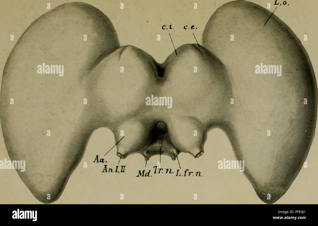 . Der Begriff des Instinktes einst und jetzt; eine Studie über die Geschichte und die Grundlagen der Tierpsychologie. H. E. Zieghr, Instinkt. 2. Neubearb. Tafel/. Abb. ir-. Bitte beachten Sie, dass diese Bilder sind von der gescannten Seite Bilder, die digital für die Lesbarkeit verbessert haben mögen - Färbung und Aussehen dieser Abbildungen können nicht perfekt dem Original ähneln. extrahiert. Ziegler, H. E. (Heinrich Ernst), 1858-1925. Jena, Fischer Stockfoto