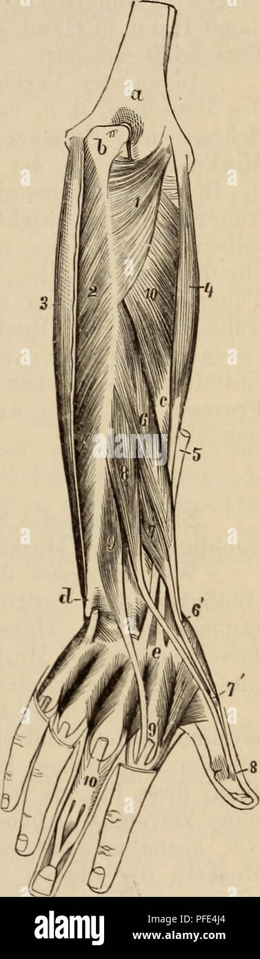 Dieses Bild aus einer vergleichenden anatomischen Studie untersucht die Muskelstruktur der menschlichen Hand und konzentriert sich dabei auf evolutionäre Veränderungen des Daumens. Es zeigt die Unterschiede zwischen menschlichen Händen und Primatenhänden auf und zeigt die anatomische Entwicklung menschlicher Eigenschaften im Laufe der Zeit. Stockfoto