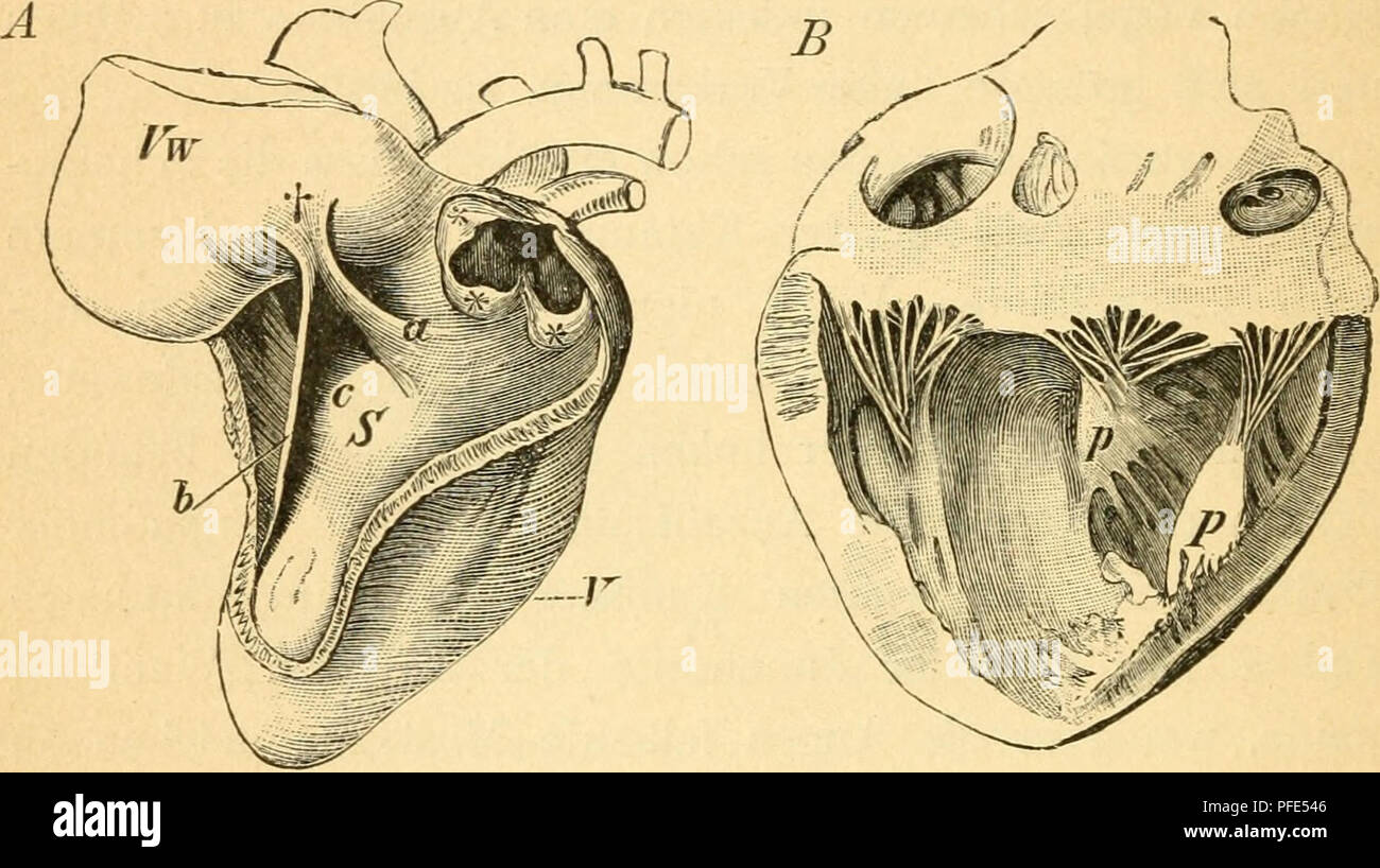 . Der Bau der Vögel. Vögel. 380 Das Blut und der Zirkulationsapparat. sich ihre Zahl und bei den Singvögeln sind sie in so weit rudimentär geworden, dass sie überhaupt nicht mehr Musku-lös Sindh, vielmehr nur noch als ganz feine Sehnenfädchen auftreten. Am stärksten entwickelt scheint das Faser-System beim Kasuar zu sein, 5/6 es beim Strauss eine nur sehr geringe Entfaltung aufweist.. Ein Herz des aiifgesclinittenem Scliwans mit rechten Ventrikel. (/ Wiedersheim.) Vw Vordere Ventrikelvvand zurückgeschlagen, wodurch sterben mit zwei Muskels - faltet (a und b) entspringende Atrioventrikularklapp Stockfoto