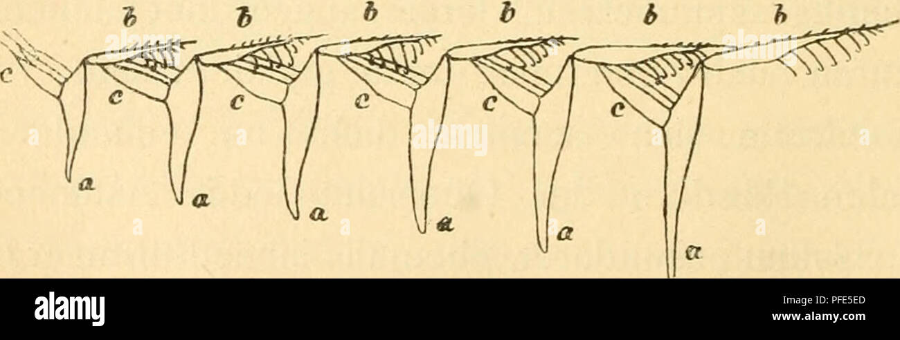 . Der Bau der Vögel. Vögel. Zwei Stücke von Federästen (B B), die mit den Häkchen der vorderen Tüv (BDS) in die hinteren Tüv (bp) des nächst vorhergehenden Astes (B') ein-greifen. Schwach vergrössert.. Sechs Äste (a a) aus der äusseren Fahnenseite der Schwungfeder der Gans im Querschnitt, mit Human vorderen (b b) Inhalt, sterben mit Stand Häkchen in die hinteren Tüv (c c c) eingreifen. (/ Ni tz Seh-Bur meisten). Bitte beachten Sie, dass diese Bilder aus gescannten Seite Bilder, die digital für die Lesbarkeit verbessert haben mögen - Färbung und Aussehen dieser Illus extrahiert werden Stockfoto