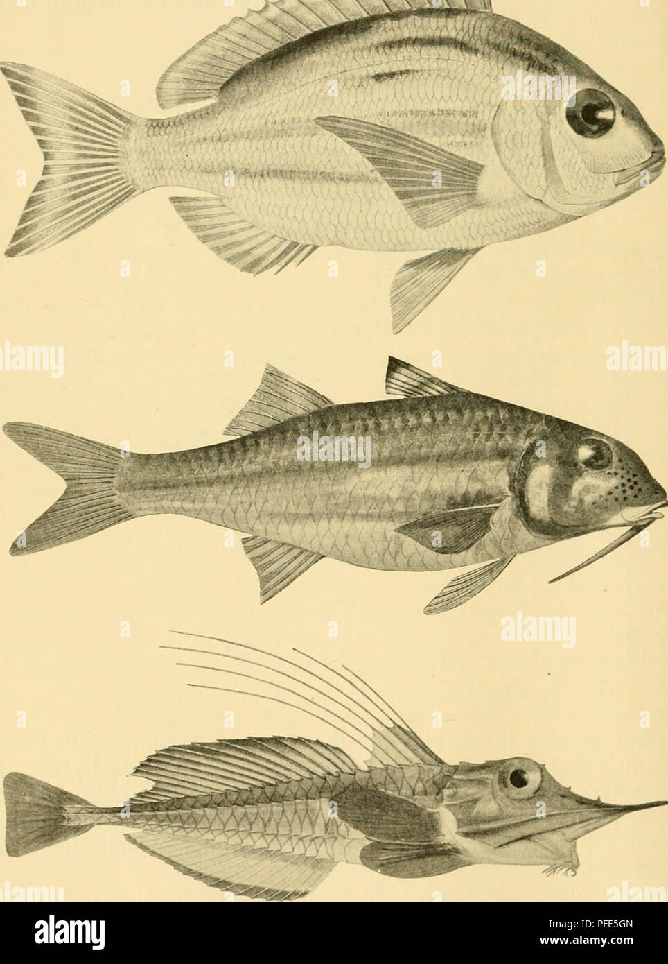 . Die Tiefen des Ozeans: Ein allgemeines Konto der modernen Wissenschaft der Ozeanographie, sich weitgehend auf die wissenschaftlichen Forschungen der Norwegischen Dampfgarer Michael Sars im Nordatlantik. "Michael Sars" North Atlantic Deep-sea Expedition (1910); Ozeanografie ; North Atlantic Ocean. 70 TIEFEN DES OZEANS wollte auch eine durchaus gute hydrographischen Abschnitt direkt gegenüber dem Spanish Bay, mit Wasser - Proben und Tempera-.^ •'. Abb. 48.- Drei Ufer Fische von Station 20, 141 meires (ca. 75 klafter). a. De/itex maroccanus, Cuv. et Val. Nat., 25 cm. &Amp;. Mullns sunnuletus, L. Stockfoto