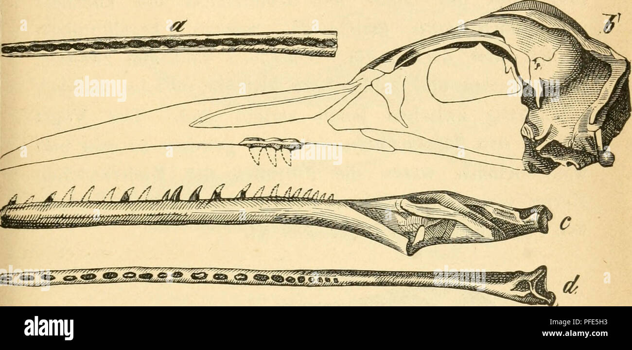 . Der Bau der Vögel. Vögel. Haut und Hautgebilde. 173 glänzend und höchst wahrscheinlich stecken Sie in den Alveolen. Im Unterkiefer waren nur drei, teilweise stark verletzte nachweisbar, doch waren ihrer gewiss mehr, vielleicht so viel wie im Oberkiefer, - Archaeopteiyx würde dann ein gebiss von 52 Zähner gehabt haben. Sterben Nummern-oper zahntragenden fossilen Schwimmvögel Sindh Hesperornis regalis und Ichthyomis dispar, welche Marsh in eine Subklasse (Odontornithes), den ersteren in sterben. g^^^^^^^^^^^^^^ Ä ü ^^H^a Zahnfurche des Unterkiefers von Ihr Browser kann leider keine eingebetteten Frames anzeigen, von Hesperornis-b Schädelfragmente, von Ichthyomis-c Unter Stockfoto