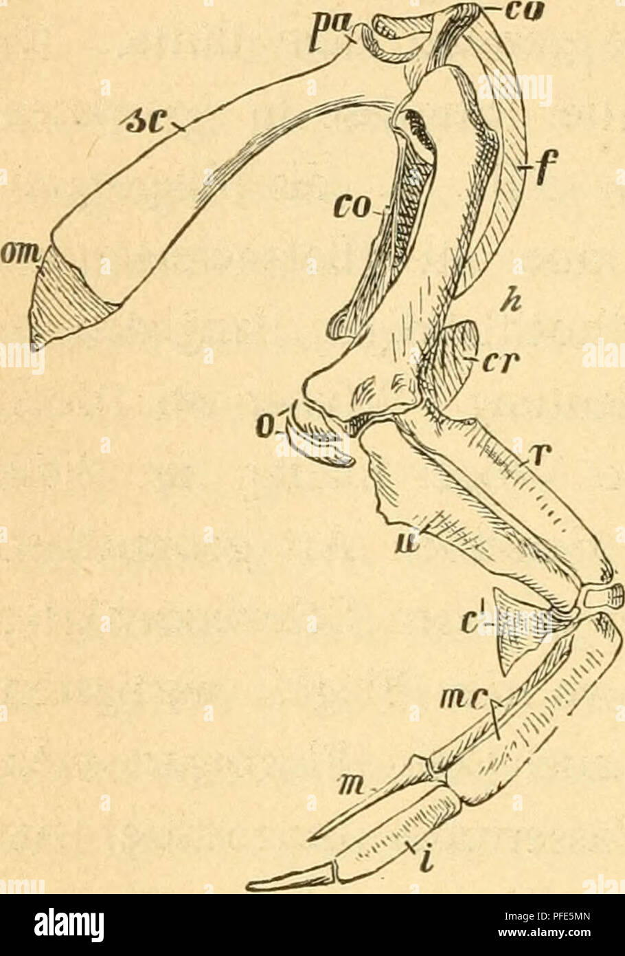 . Der Bau der Vögel. Vögel. 76 Das Skelett. of this meiner Ansicht Ergiebt sich als Konsequenz, dass ich sterben vordere^ Extremität der Pinguine nicht als einen rückgebildeten Flügel ansehe, sondern als einen Übergang der vordem echten Dino - saurierextremität zu diesem, der aber durch eine vor-zeitige Anpassung ein das. Wasserleben gewissermassen in thunfischwadenfänger Weiterentwicklung in of this Richtung gehemmt und zum Ruder wurde. - Kannt ist es ja, dass die Pinguine your Vorderextre - Mität nicht nur zum Schwim-men benutzen, sondern sie bei rascher / auf dem Lande als Gehwerk-zeug gebrauchen und Stockfoto