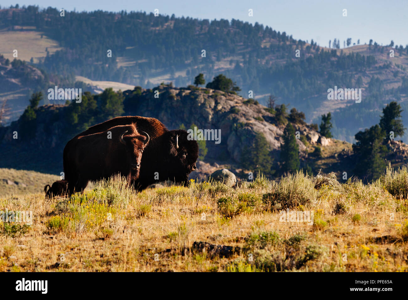 Bisons im Yellowstone National Park, USA Stockfoto