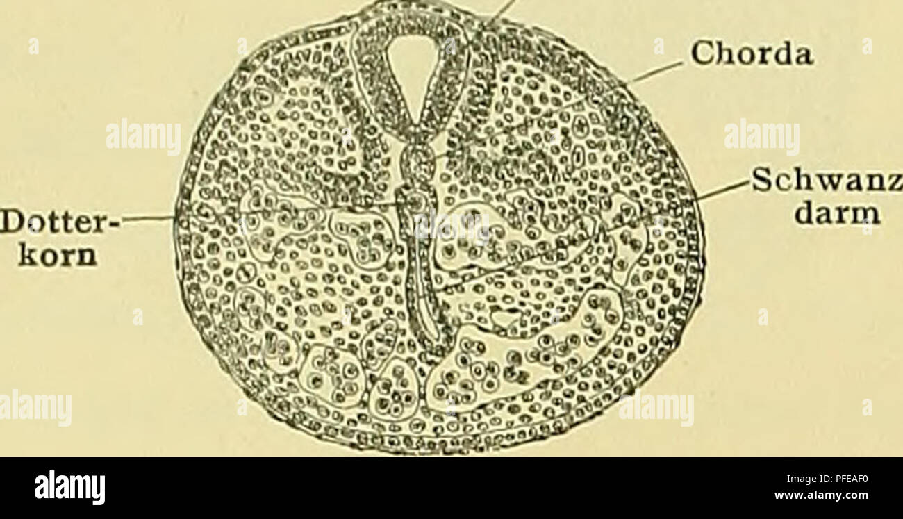 . Denkschriften der Medicinisch-Naturwissenschaftlichen Gesellschaft zu Jena. IÖ2 Zur Entwickelungsgeschichte des Urogenitalapparates von Echidna aculeata var. typica. IÖ2 Von der Schwanzgegend mögen hier 3 Schnitte gegeben werden. Mit dem am weitesten kranial gelegenen (Textfig. 16) in Darm, Chorda und Medullarrohr noch von einander gesondert, mit dem nächsten (Textfig, 17) wird die Abgrenzung des Schwanzdarmes undeutlicher. Der dritte Schnitt geht (Textfig. 18) durch den Canalis neurentericus. Abb. 17. Medullarrohr. Abb. 18. Bitte beachten Sie, dass diese Bilder aus gescannten Seite im extrahiert werden Stockfoto