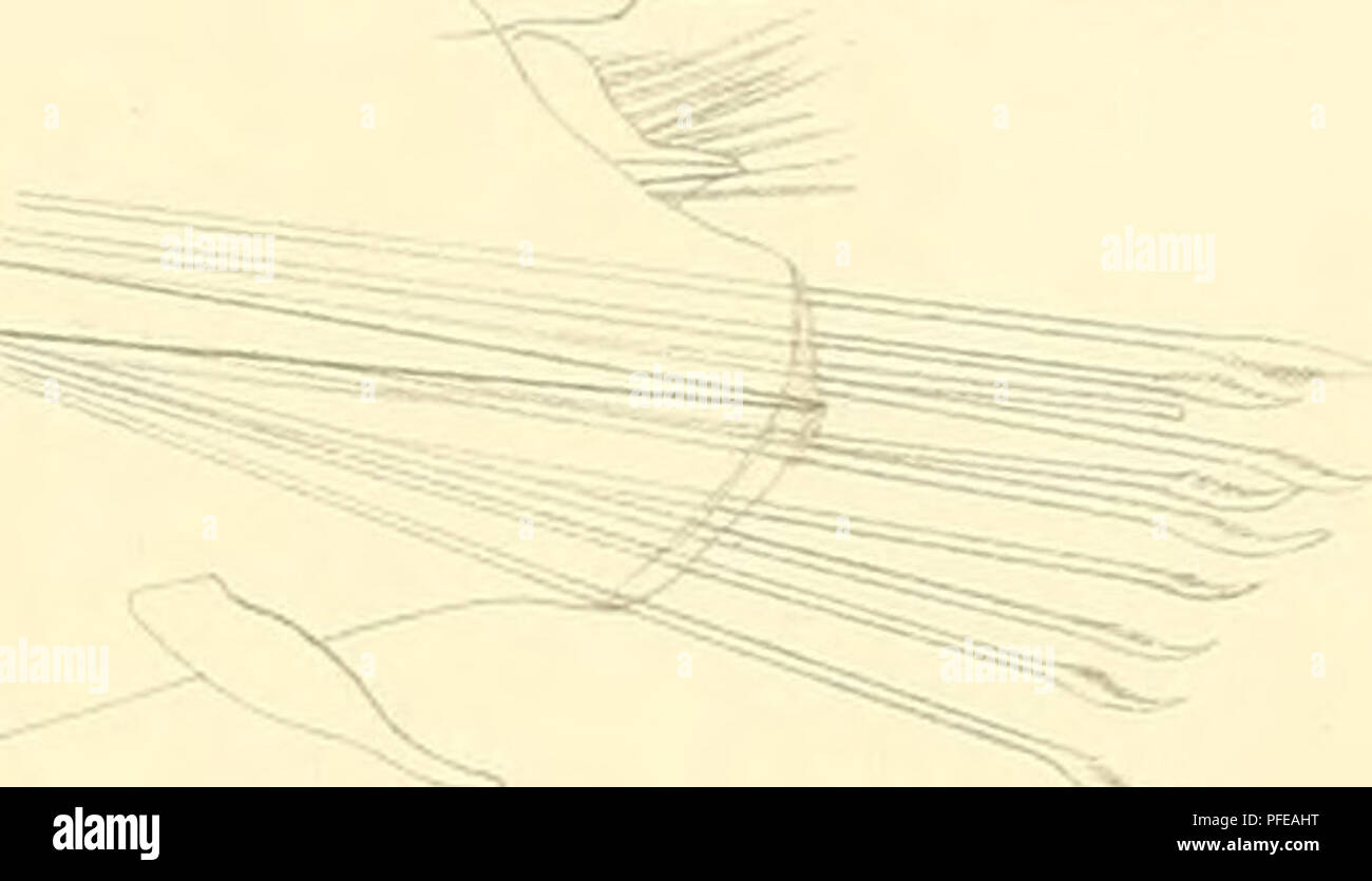 . Denkschriften der Kaiserlichen Akademie, Christian, Mathematisch-Naturwissenschaftliche Classe. E. v.: SÃ¼djapaiiische Marenzeller. Anneliden HI Tafl. IC/t ZB. ^> â ¬ ^^y^^'-, ': ÃB ZC3A hV. "F t lA.. Â â â im i I-ID. V.. Bitte beachten Sie, dass diese Bilder sind von der gescannten Seite Bilder, die digital für die Lesbarkeit verbessert haben mögen - Färbung und Aussehen dieser Abbildungen können nicht perfekt dem Original ähneln. extrahiert. Kaiserl. Akademie, Christian in Wien. Mathematisch-Naturwissenschaftliche Klasse. Wien: Aus der Kaiserlich-K © Niglichen Hof- und S Stockfoto