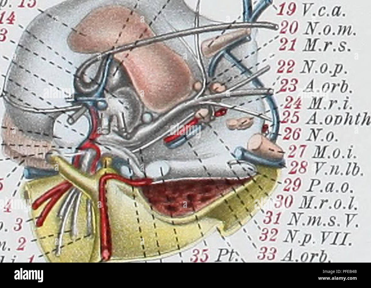 . Denkschriften der Medicinisch-Naturwissenschaftlichen Gesellschaft zu Jena. a&lt;) R. d. xii 91 Rd. d. XlI. Sgmt. v.3-n92 Ggl. XLL N. ap. IV.2,, J3 Rad. ot Mot.XII. Ram. a. rad.vt.XLS. 1 96 Mi/Ot. XII., '94 meine. c. XI. V.c.m. 16 fj Qql # yil. 95 Ram. vt.XII.Sgm. ^ T°e * T J '&lt; ich $ M. obl. s M.Temp. 1' 6 gl. rn. rn. 14 n.a.g. 13'VI N. t. d. 12 N.b. 11^N.h.m. 10. R.h.o. 9 - s. o. S. F. 8 A. tp. 7 H.m.o. 6'Lop. ] X Parasph. 26 Ãp. 31 Tel. A. OP. 3 N.h.m. 2' N md. Ich. 1 l. Schl.t.41 '^,,. IA. b. 40 Ich Sph. Lt. kn. v31 M. Temp. A/38 N. ophth. s. V30.y, c. m. o Ogllttlptv.. Â ¢ 8 T. H. lb. 29 P.a.o. OM. r.o.l. Wenn. M.s. T32 N.p.V Stockfoto