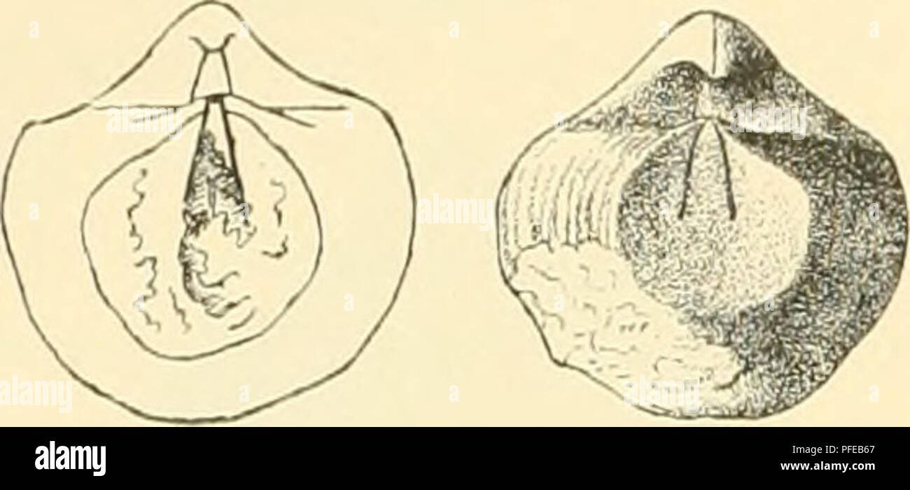 . Denkschriften der Kaiserlichen Akademie, Christian, Mathematisch-Naturwissenschaftliche Classe. 156E Su ess, Kopie des Originals von Spirifer inßatus Schnur. Mitteldevon. Eifel. Abb. 12/&gt;. Abb. 12c. Spirifer inßatus S c h n u r=Nucleospira Tdknut nensis Kayser. (Original) Jüngeres Devon. Ta-Kwan. Abb. 12 d-g. Am Flusse Gussass findet sich in ausserordentlicher Häufigkeit eine breite und eine schmale Varietät des Spirifer planoconvexus; beide sind durch Übergänge verbunden und zeigen Ik eine grössere FiS - 12&lt;' - Verschiedenheit unter einander, als etwa sterben Abweichung vo Stockfoto