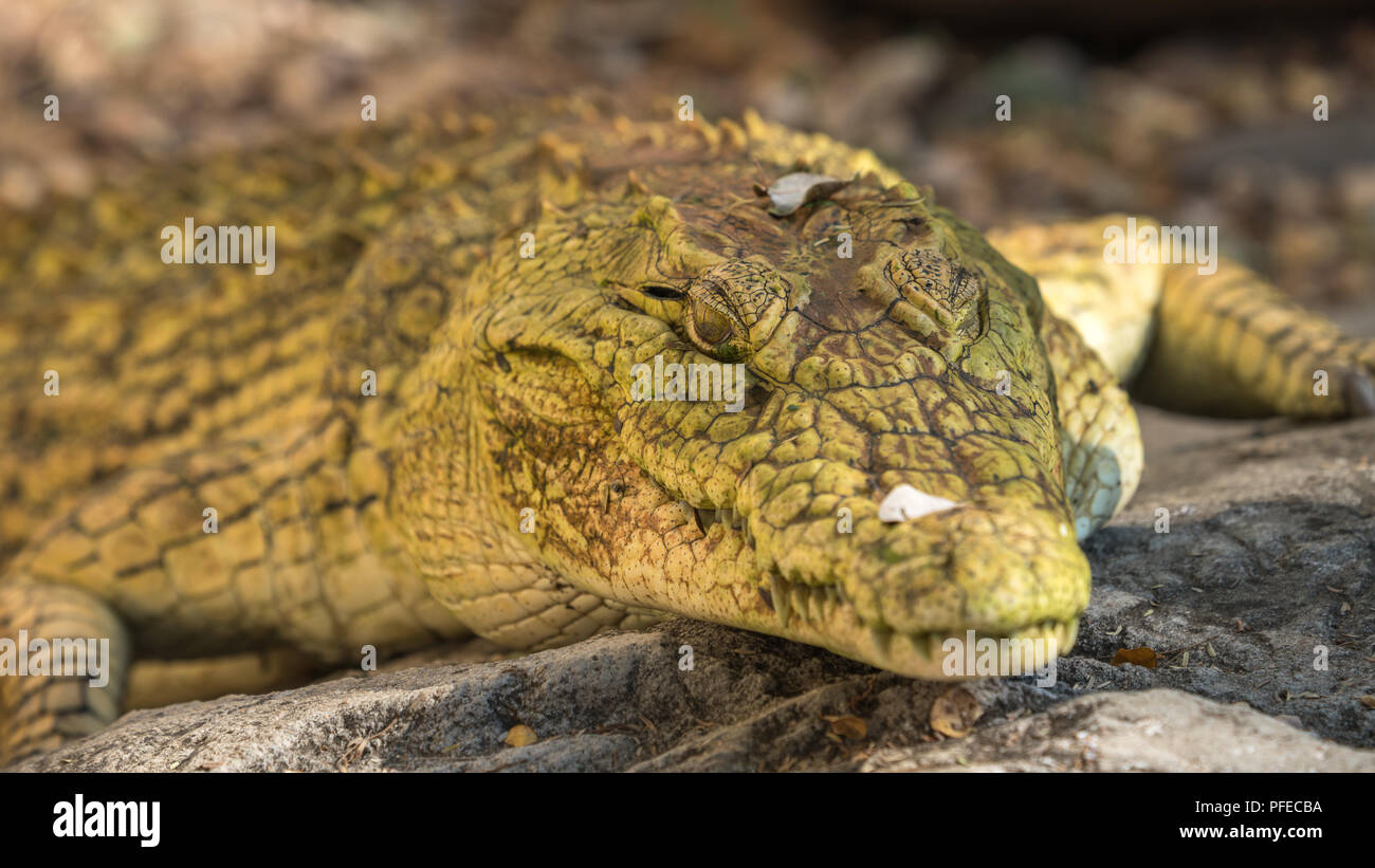 Ein Albino Krokodil Stockfoto