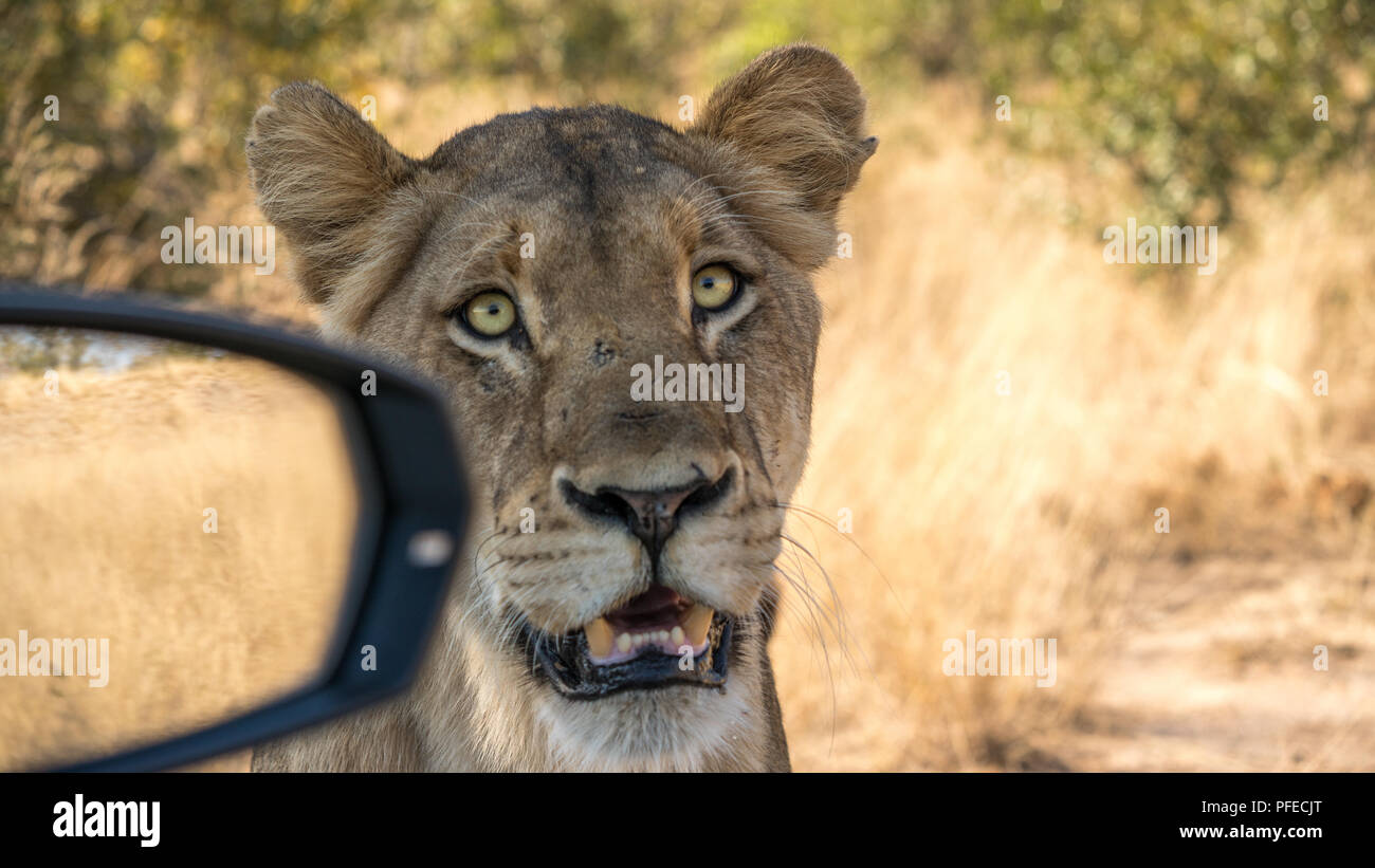Löwin sitzt neben dem Auto mit dem Spiegel in Schuß. Sie ist so nah ist sie fast im Auto, auf Safari erschossen. Stockfoto