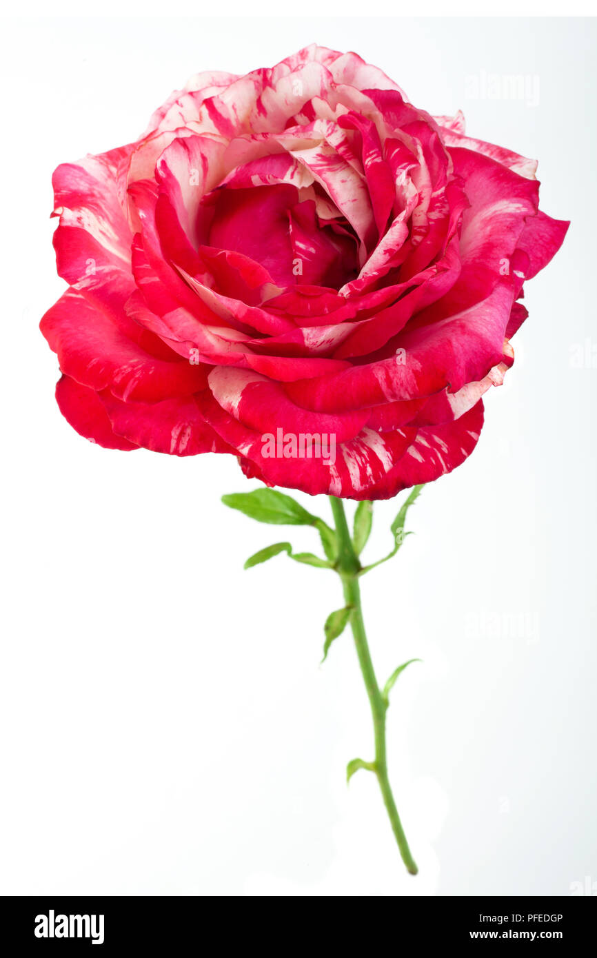 Rosa Gestreift Rose Nahaufnahme isoliert auf weißem Stockfoto