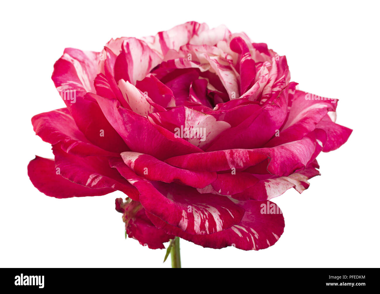 Rosa Gestreift Rose Nahaufnahme isoliert auf weißem Stockfoto