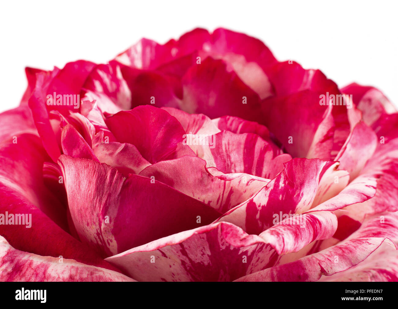 Rosa Gestreift Rose Blume Nahaufnahme Detail Hintergrund Stockfoto
