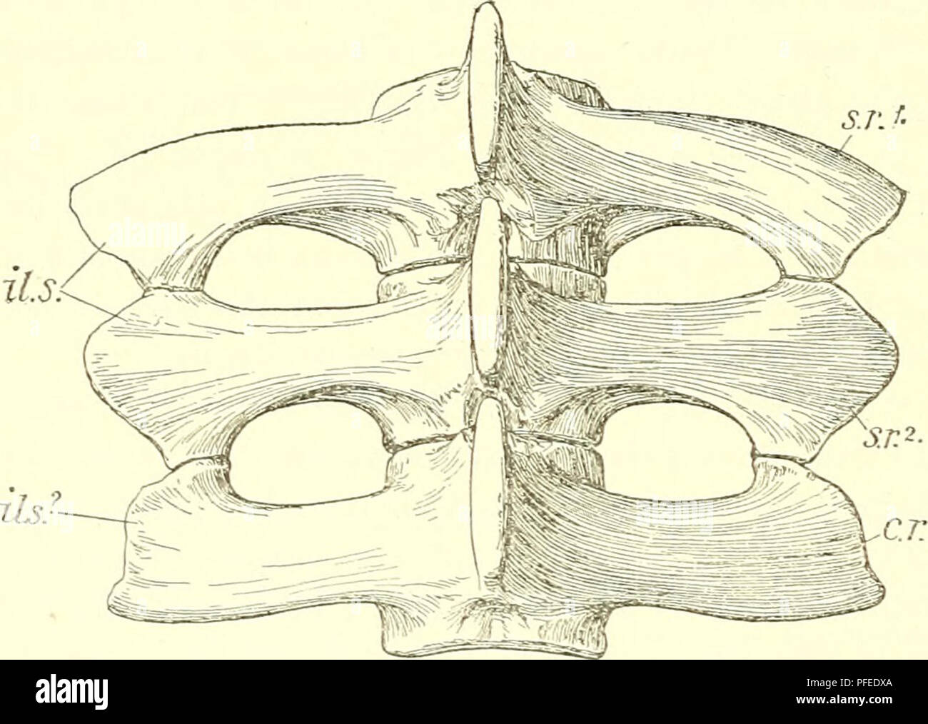 . Ein beschreibender Katalog der marinen Reptilien des Oxford clay. Auf dem Leeds Sammlung im British Museum (Natural History), London... Reptilien, Fossil. 132 MARINE REPTILIEN DES OXFORD CLAT. sakrale Region der Schriftmuster (nur in diesem Teil des Skeletts bewahrt wird) eine bemerkenswerte Zustand gefunden wird, da es offenbar drei sacrals (Text-Bild. 50). Die Erklärung für diese Erscheinung scheint zu sein, dass die Rippen des ersten kaudale haben stark vergrößert und sakrale Rippen ähneln, die an der Unterstützung des Ilium. Die zwei wahre sacrals sind ähnlich Stockfoto