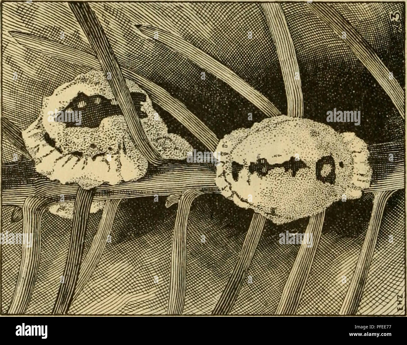 Gattung umfasst 34 arten Fotos und Bildmaterial in hoher Auflösung