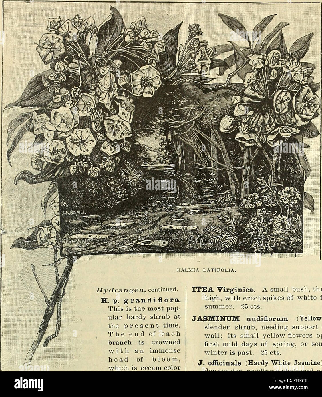 . Beschreibender Katalog der dekorative Bäume, Pflanzen, Reben, Obst