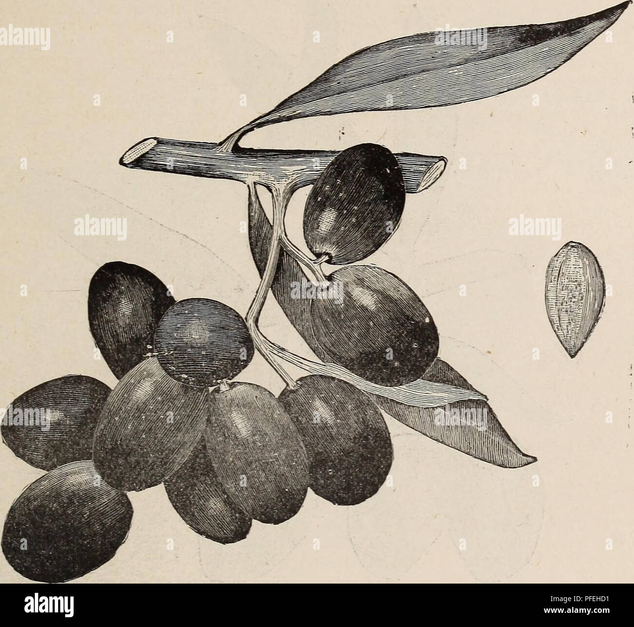 Dieser Katalog enthält Beschreibungen verschiedener Obstbäume, einschließlich einer neuen Orangensorte namens Joppa, die aus Palästina stammt. Es wird für seine frühe Süße und sein langes Lagerungspotenzial geschätzt, ohne dabei an Qualität zu verlieren. Stockfoto