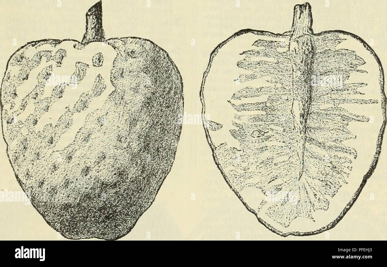 . Beschreibende und illustrierte Katalog und Handbuch/Royal Palm Baumschulen. Baumschulen (Gartenbau) Florida Kataloge; tropische Pflanzen Kataloge; Obstbäume Sämlinge Kataloge; Zitrusfrüchte Industrie Kataloge Kataloge; Obst; Pflanzen, Zierpflanzen Kataloge. Tropische Früchte Pflanzen. 15 IRIFHASIA, fortgesetzt. in Sirup serviert. Sie gelegentlich kommen in dieses Land in dieser Form, unter der Bezeichnung "Kalk Beeren." âJ. R. Jachsun, Kurator Kew Gardens. Dieser kleine Strauch wird manchmal als Hedge Anlage in Key West und Kuba verwendet. Die Frucht ist ausgiebig produziert, und die Anlage ist sehr schön, wenn abgedeckt Stockfoto