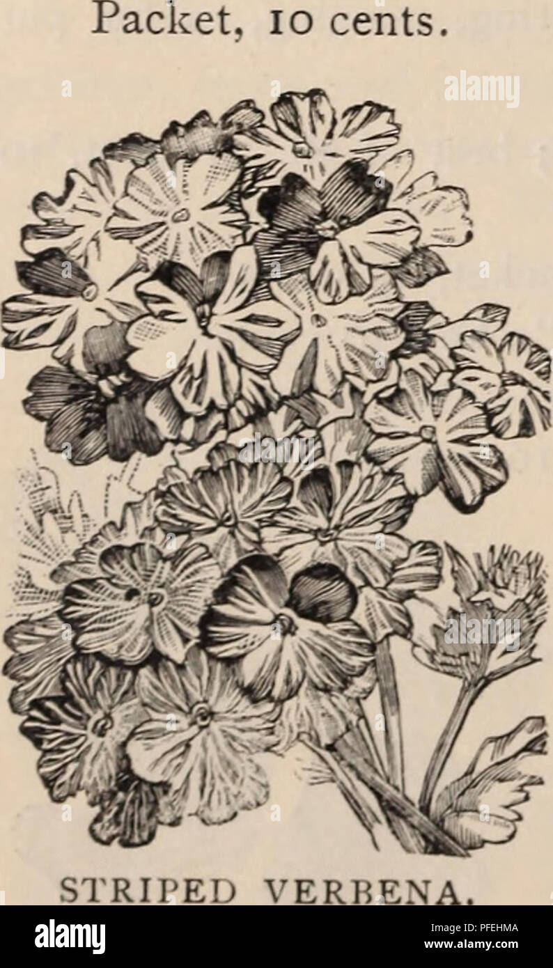 Beschreibender Katalog Fur Garten Und Hof Baumschulen Gartenbau