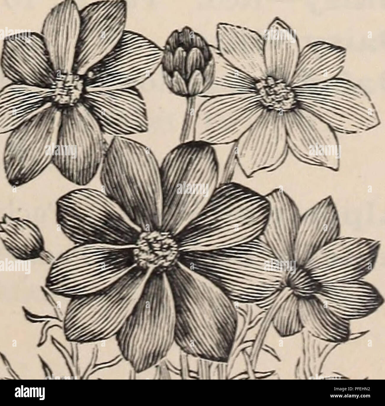 Beschreibender Katalog Fur Garten Und Hof Baumschulen Gartenbau Kalifornien Kataloge Pflanzen Zierpflanzen Gemuse Samen Kataloge Kataloge Obstbaume Samlinge Kataloge Blumen Samen Kataloge Baume Samlinge Kataloge Beschreibender Katalog Fur