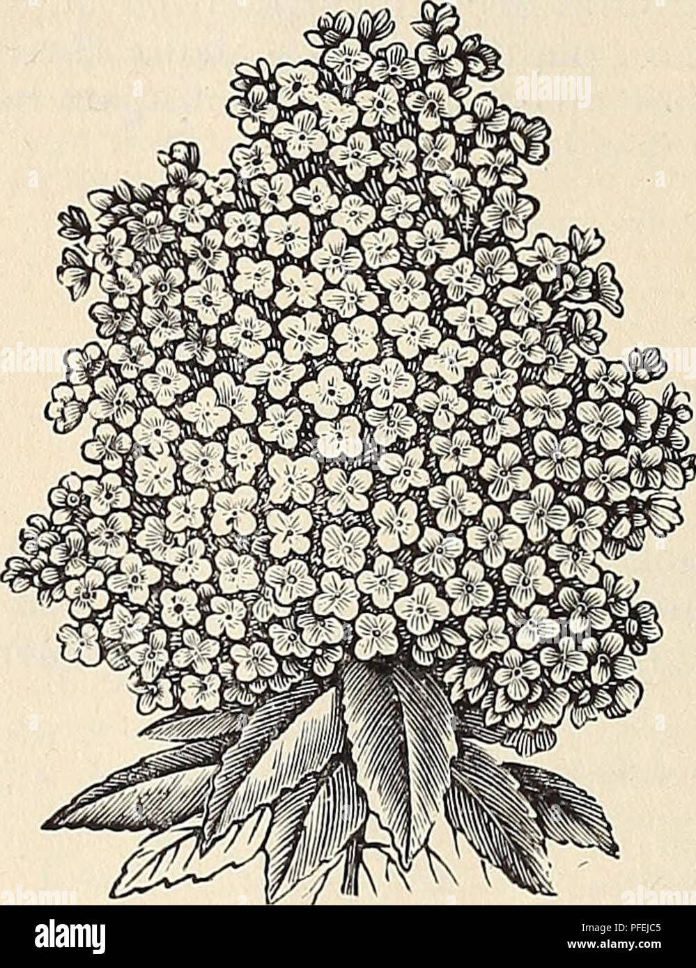 . Beschreibender Katalog der Südlichen und akklimatisiert Obst- und Zierbäume, Weinreben, Evergreens, Stauden, Rosen, etc.: gepflegt und zum Verkauf. 36 A.K. Cr, INGMAN der beschreibenden CATAhOOVE. Laubbäume UND STRÄUCHER TRBES.. Hortensie. Akazie, Rose oder Moos Loenst. Strauch, Moosigen: schöne Cluster von Lange, rosa gefärbten Blüten im Juni. Almoml, Doppel Flowerinf? Rosa. Pow - ers wie kleine Rosen. Mandel, Doulile Blüte Weiß. Pro-Sicherung; sehr schön. Althea, Doppel- und Einzelzimmer. Rot, Weiß und Blau. Althea, panaschierten Blättern. Eine conspicn-ons Sorte, mit Laub fein mit Gelb markiert Stockfoto