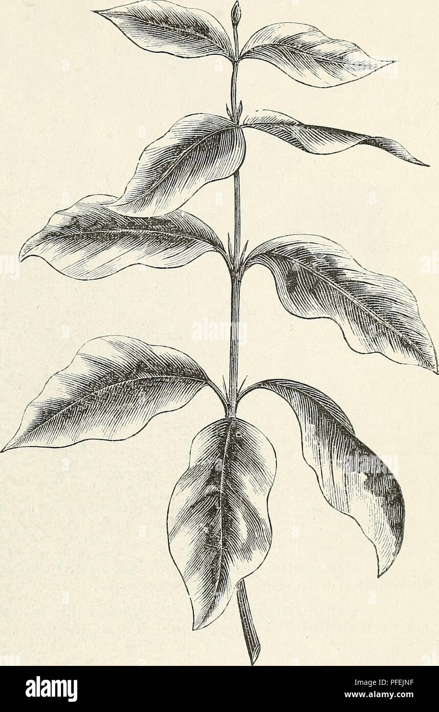 . Beschreibender Katalog von Zierbäumen, Sträuchern, winterharte Stauden, etc.: twenty-fifth Edition. Ziergehölze Sträucher Kataloge Kataloge;;; Blumen Rosen Kataloge Kataloge. Dekorative Bäume, Sträucher, usw. 65 C. sangfuinea. Red verzweigte Hartriegel. Ein einheimischer Arten. Sehr con-spicuous und Zierpflanzen im Winter, wlien die Rinde ist Blut rot. C. Siberica foliis albo-inarginatis. Rot sibirischer Hartriegel. Eine seltene und bemerkenswerte Vielfalt mit Silber zu besichernden Laub und leuchtend rote Rinde im Winter. Diese und mnguinea machen einen sehr wirkungsvollen Kontrast, wenn zusammen gepflanzt. Es ist ein Strauch bestimmt zu h Rang Stockfoto