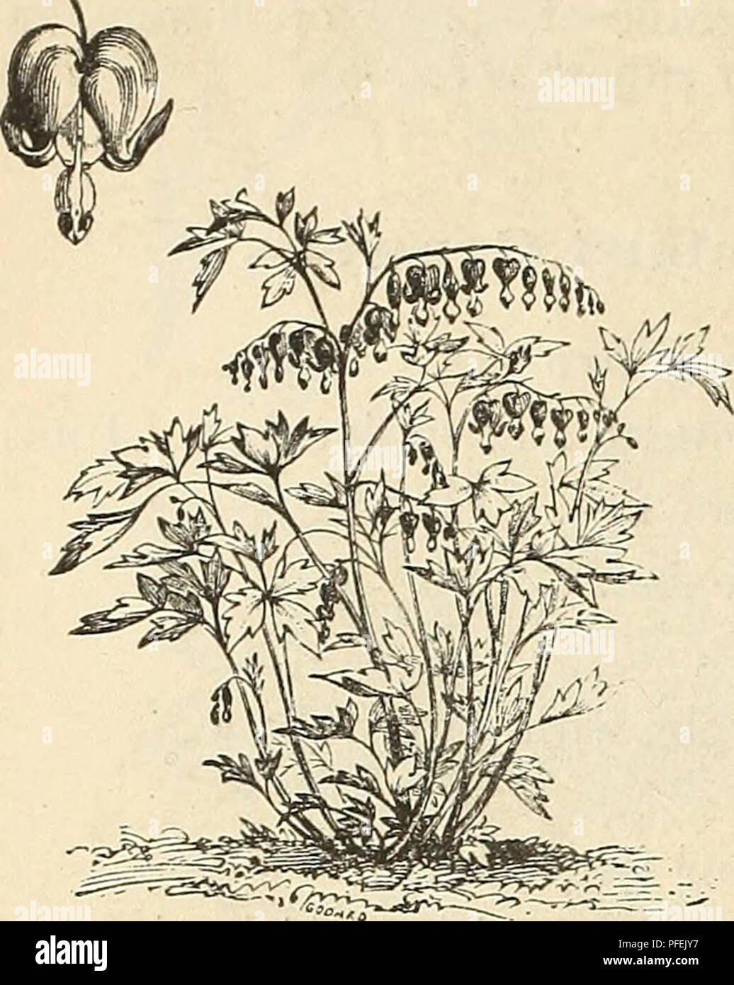 Dieser Katalog bietet einen umfassenden Leitfaden zu Zierpflanzen und enthält detaillierte Informationen zu Arten wie Dictamnus (Fraxinella) und Digitalis (Foxglove). Es enthält Beschreibungen ihres Aussehens, ihrer Blütezeit und ihrer Eignung für Gärten. Stockfoto