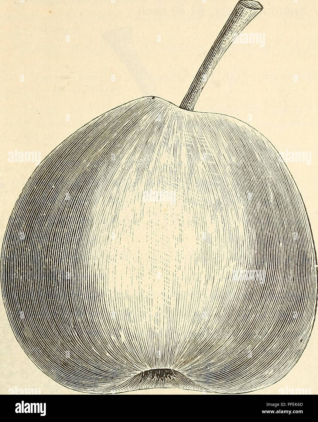 . Beschreibender Katalog der Früchte. Baumschulen Kataloge Kataloge; Pflanzen; Frucht Samen Kataloge. CA TALOG UE FR KOSTÜME. 21 Bonne clu Puits Ansault (Leroy '65) - mittlerer Größe; schmelzen, saftig, und sehr feinkörnig; eines der feinsten Qualität aller Birnen, überlegen Seckel. Baum ein schlechter Züchter, die eine obere verpflanzen, um guten Standard Bäume zu erhalten. Bären, wenn recht jung. Preis US $ 1,50. September.. BONNE DU PUITS ANSAULT. Duhamel du Monceau (Andre Leroy '65) - großen, langen BIRNENFÖRMIG, Haut eher groben, fast bedeckt mit bräunlich Rotbraun, Fleisch, saftig, schmelzend, mit dem Geschmack o Stockfoto