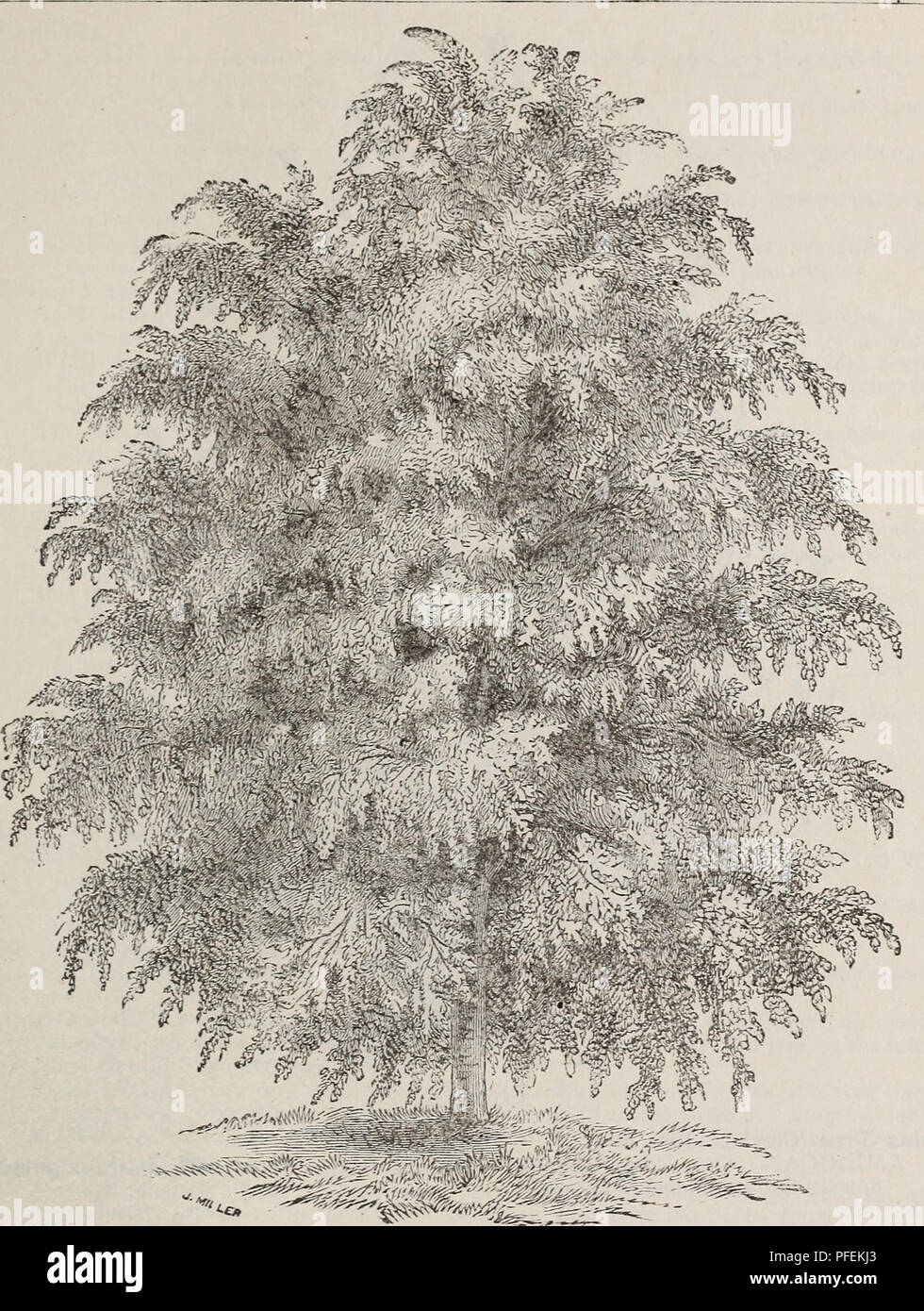 . Beschreibende und illustrierte Katalog: Obst- und Zierbäumen, Sträuchern, Pflanzen, etc.. Baumschulen (Gartenbau) Ohio New Carlisle Kataloge; Obstbäume Sämlinge Kataloge; Frucht Samen Kataloge; Pflanzen, Zierpflanzen Kataloge; Bäume Sämlinge Kataloge; Blumen Samen Kataloge. ^ s. uit und Dekorative Bäume, Sträucher, Pflanzen. Etc. 39. LINDEN. Rosskastanie, glatte Fruchtbildung (Pavia). Rote BLÜTE - (Rubra) - A. kleine Baum, mit dunklen roten Blüten. Ein sehr gekrümmte und unregelmäßige Anbauer. Gelbe Blüte (Flava), hellgrünen Blätter, und auffälligen gelben Fluss-ers. Ein feiner, kleiner Baum. Eine krumme und Irregul Stockfoto