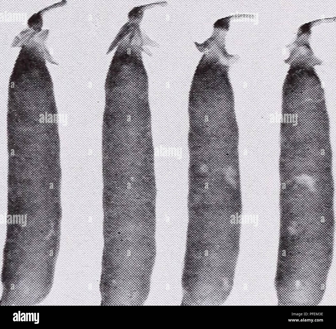. Beschreibender Katalog der Gemüse für die Konservenindustrie. Konservierung Ausrüstungen und Zubehör Kataloge; kommerzielle Kataloge; Baumschulen (Gartenbau) Kataloge; Gemüse; Samen Samen Kataloge Kataloge Kataloge; Obst; Kräuter Kataloge. Asgrow frühe Ernte Pods (links) excel Überraschung (rechts) Erbsen - Fortsetzung LAXTONIAN das bekannteste der frühen, Zwerg, große podded Art. Für den Versand, Canning und Einfrieren. Unsere Sorte hat Ausnahme - Verbündeten großen, dunklen Pods. Weinstock dunkelgrün, sehr grob; "rundet" gut bei Fälligkeit. Hülsen single, breit, dunkelgrün, leicht gebogen, spitz; enthalten Stockfoto