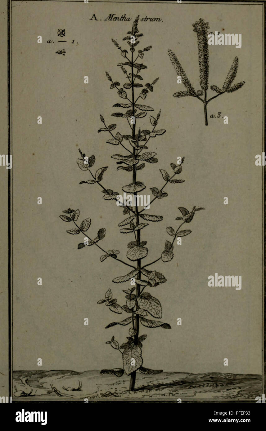 . Beschreibung, vertus et usages de sept Cent dix-neuf Plantes: tant e? trangeres que de nos climats; et de Cent trente-quartre Animaux, en sept Cent trente Planches, Grab? es en Taille-Douce, sur les desseins d?Apre?s Natur, de M. de Gersault, par MM.de Fehrt, Prevost, Duflos, Martinet, &Amp; C. et Bereich? Es suivant l'Ordre du Livre intitule? Mir Matiere? dicale de M. Geoffroy... Materia medica; Heilpflanzen. Pl. -580.. Bitte beachten Sie, dass diese Bilder aus gescannten Seite Bilder, die digital für die Lesbarkeit verbessert haben mögen - Färbung und Aussehen Dieser illustrati extrahiert werden Stockfoto