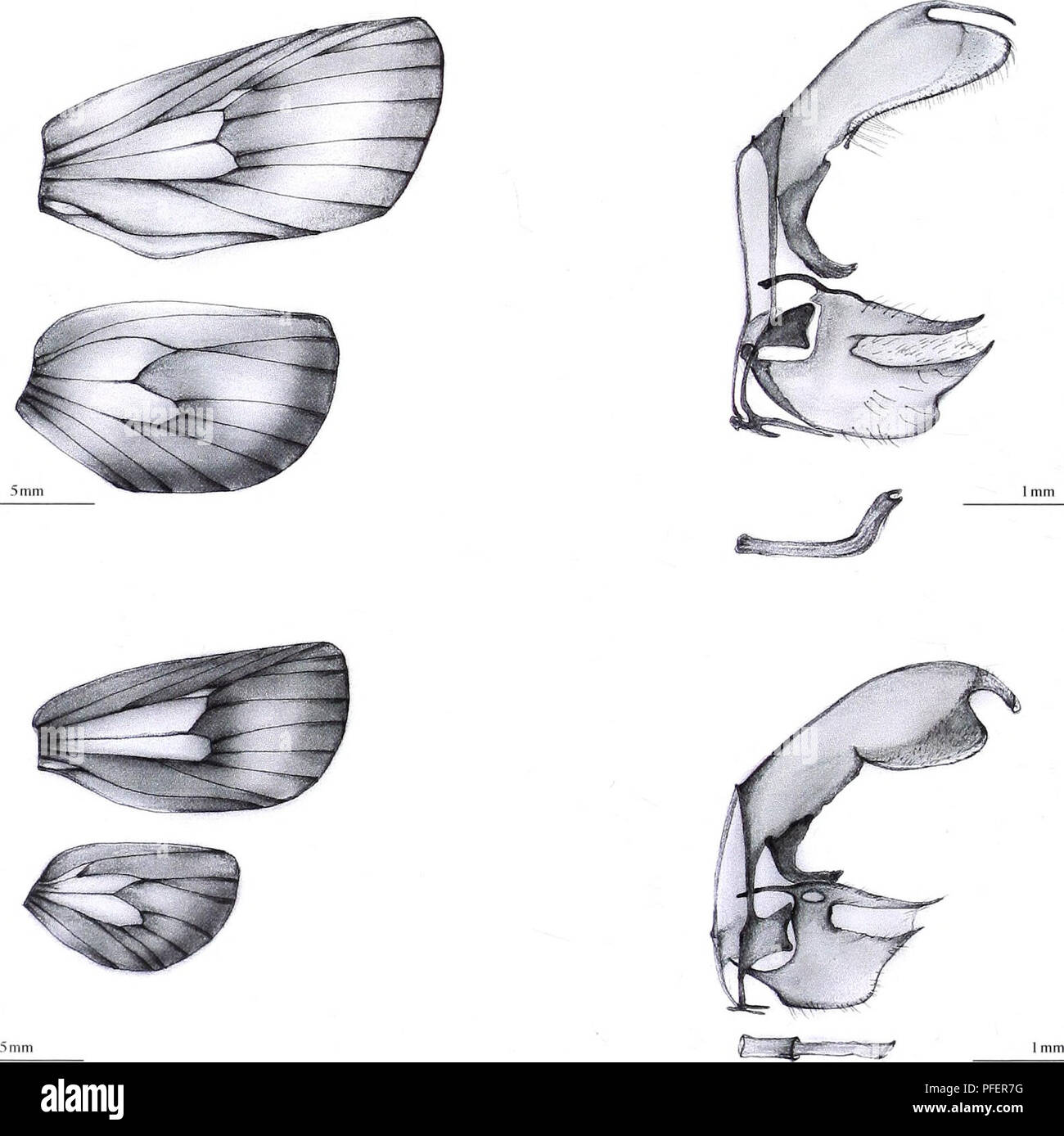 . Beschreibung der Zwei neue Gattungen und 10 Arten von Metarbelidae (Lepidoptera: Cossoidea) aus West-, Nord- Mittel- und Osteuropa Afrika mit Notizen auf Lebensräume und Biogeographie. 5 mm 1 mm 20 a 21a. 20 b 21b Abbildung 19 ein. Wing aderung von: Moyencharia winteri sp. nov., weiblich, holotypus. 20a. Moyencharia herhausi sp. nov., männlich, holotypus. 21a. Moyencharia sommerlattei sp. nov., männlich, holotypus. Abbildung 19 b. Genitalien: Moyencharia winteri sp. nov., weiblich, holotypus. 20 b. Moyencharia herhausi sp. nov., männlich, holotypus. 21b. Moyencharia sommerlattei sp. nov., männlich, holotypus. 74. Bitte beachten Sie, dass Thess Stockfoto