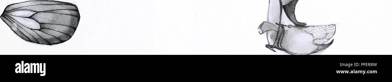 . Beschreibung der Zwei neue Gattungen und 10 Arten von Metarbelidae (Lepidoptera: Cossoidea) aus West-, Nord- Mittel- und Osteuropa Afrika mit Notizen auf Lebensräume und Biogeographie. 5 mm 1 mm 9 a9b. 1 mm Abbildung 7 ein. Wing aderung von: Mountelgonia thikaensis sp. nov., männlich, holotypus. 8a. Mountelgonia pagana (Ausrichtung, 1909), männlich, holotypus. 9a. Mountelgonia urundiensis sp. nov., männlich, holotypus. Abbildung 7 b. Genitalien: Mountelgonia thikaensis sp. nov., männlich, holotypus. 8b. Mountelgonia pagana (Ausrichtung, 1909), männlich, holotypus. 9b. Mountelgonia urundiensis sp. nov., männlich, holotypus. 33. Bitte beachten Sie, dass t Stockfoto