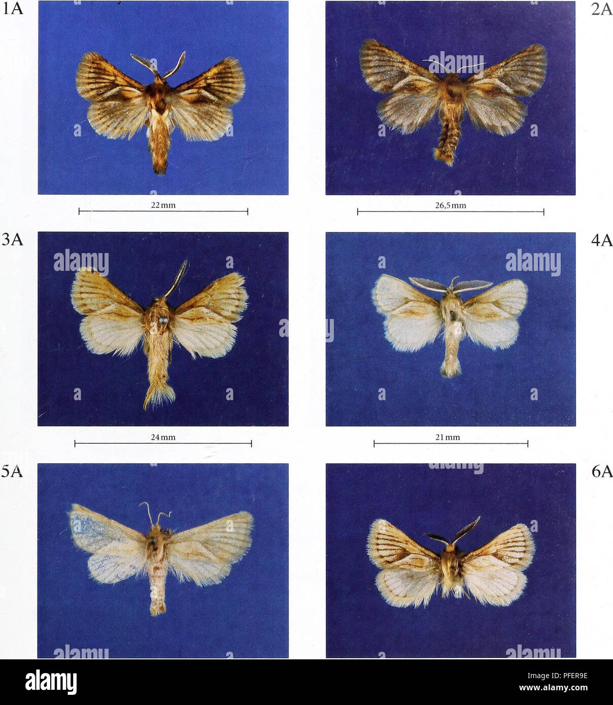 . Beschreibung der Zwei neue Gattungen und 10 Arten von Metarbelidae (Lepidoptera: Cossoidea) aus West-, Nord- Mittel- und Osteuropa Afrika mit Notizen auf Lebensräume und Biogeographie. . 26 mm^^ 23 mm Mountelgonia percivali sp. nov., männlich, holotyp, Kenia, Rift Valley Provinz, Mount Elgon National Park. Mountelgonia percivali sp. nov., weiblich, paratype, Kenia, Rift Valley Provinz, Mount Elgon National Park. Mountelgonia lumbuaensis sp. nov., männlich, paratype, Kenia, Rift Valley Provinz, Lumbua (oder Lumbwa). Hampson, Mountelgonia arcifera (1909), Male, Kenia, Rift Valley Provinz Masai Stockfoto