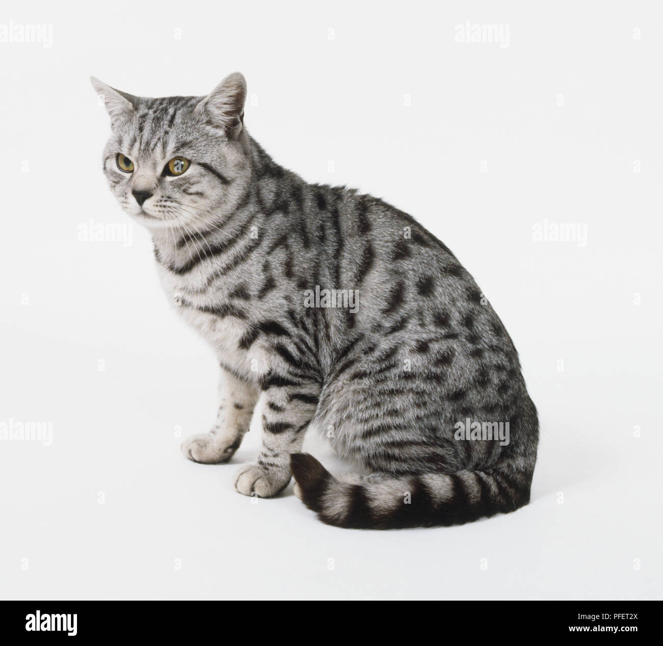 Silver-spotted tabby Katze (Felis catus) sitzen, Seitenansicht Stockfoto