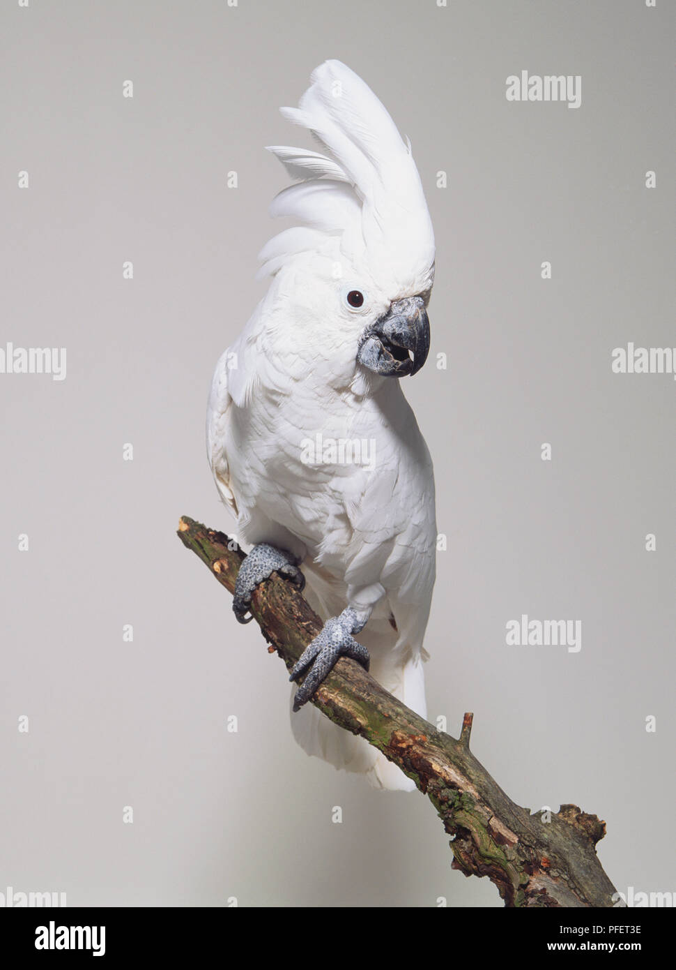 Regenschirm Kakadus (Cacatua alba) auf Zweig hocken, Seitenansicht Stockfoto