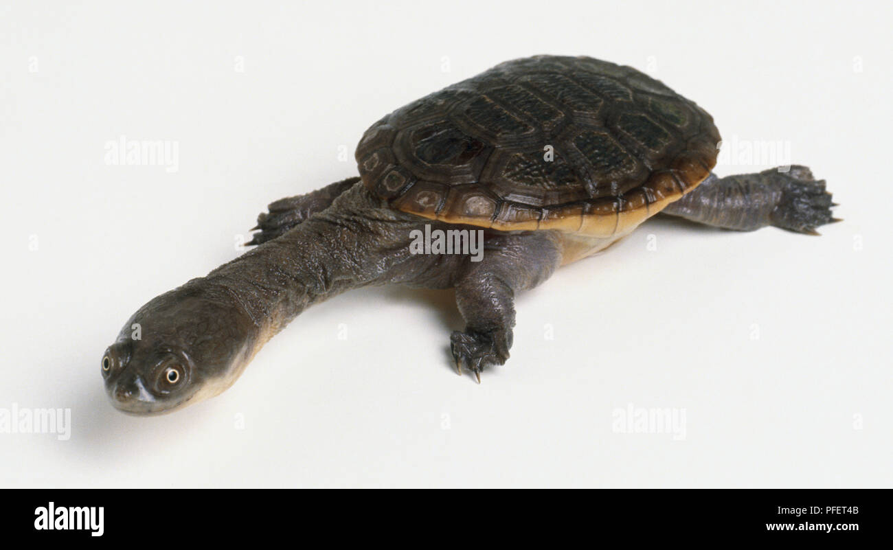 Gemeinsame Snake-necked Turtle, Chelodina longicollis, einen langen Hals reicht von dem Panzer der Snake-necked Turtle. Stockfoto