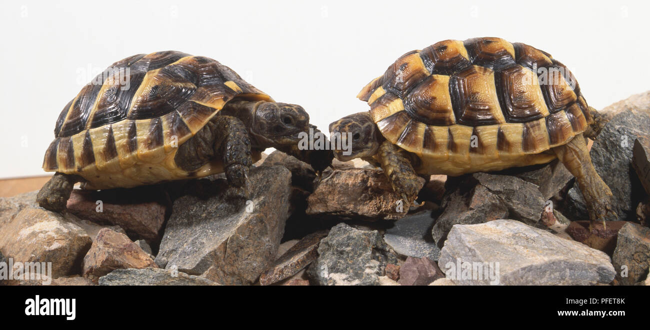 Zwei Wüste Schildkröten, harte Schale aus Knochenplatten, fleckige Farben camouflage Shell, kleinen Skalen Schutz der Augen, kurze Krallen zum Greifen, ledrige Haut, stehend auf Felsen. Stockfoto