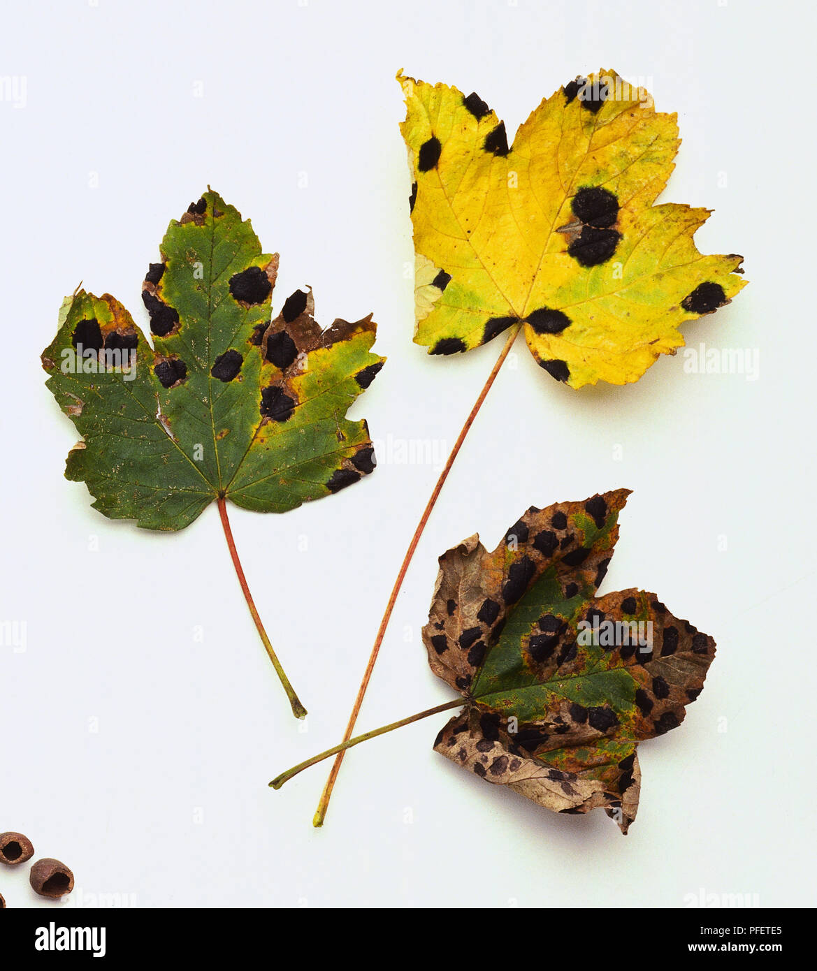 Sycamore Blätter von tar Spot angesteckt worden Pilz jedes Blatt mit Anzeichen von schwarzen Flecken und Gelb und Hellgrün Farbe Stockfoto
