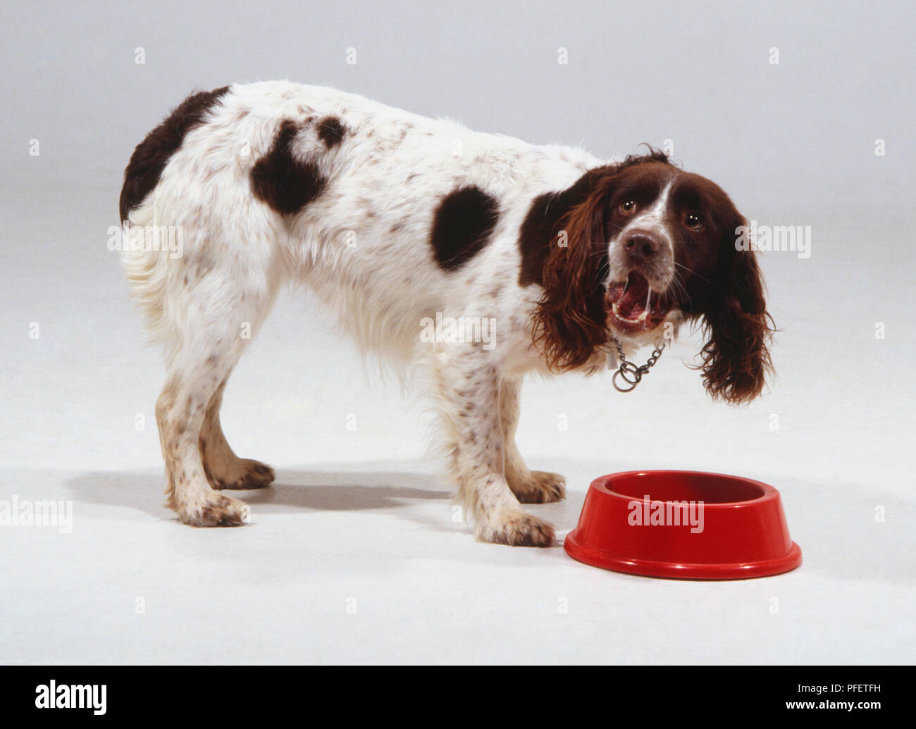 Ein Bretagne oder Spaniel hund mit gefleckten Fell und hängenden haarigen Ohren, barks beim Stehen auf einem roten Futternapf. Stockfoto