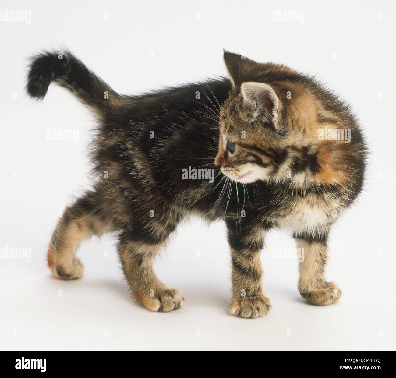 Tabby Kitten mit Kopf nach rechts hinter sich zu schauen eingeschaltet Stockfoto