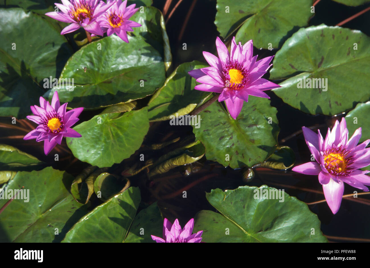 Italien, Lombardei, Isole Borromee, Isola Madre, Nymphaea Panama Pacific'', rosa Seerosen auf der Oberfläche der Teich im Garten der Villa, close-up. Stockfoto