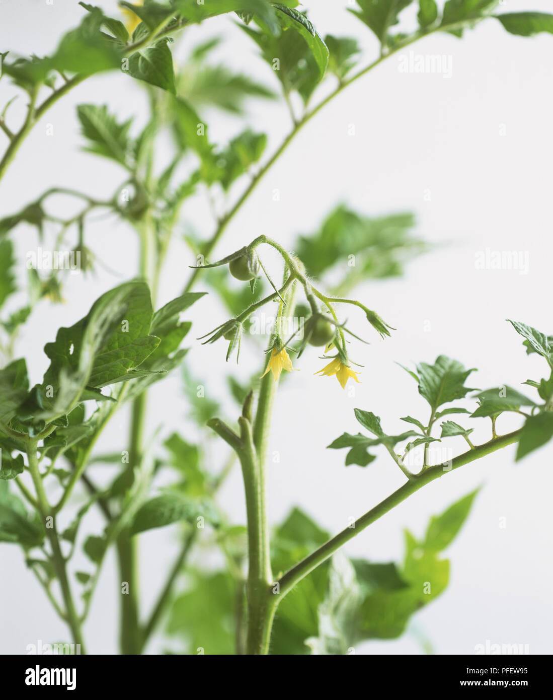 Solanum Lycopersicum, grüne Tomaten Knospen und stacheligen gelben Blumen auf tomatenpflanze stammt, in der Nähe Stockfoto